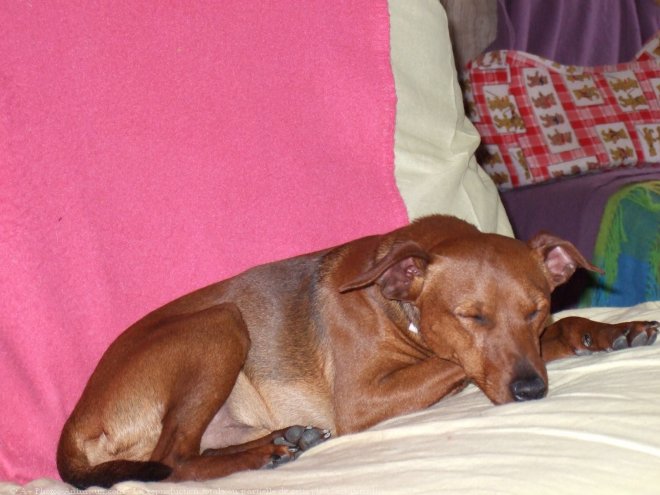 Photo de Pinscher nain