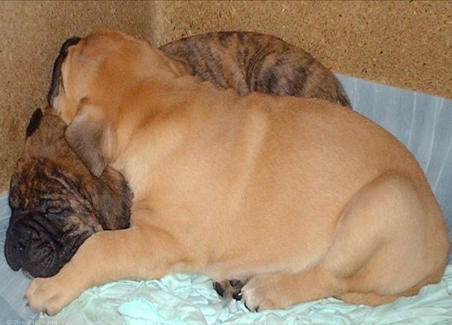 Photo de Bullmastiff