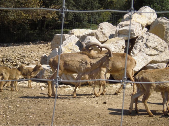 Photo de Mouflon