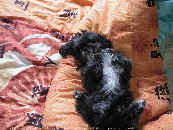 Photo de Shih tzu