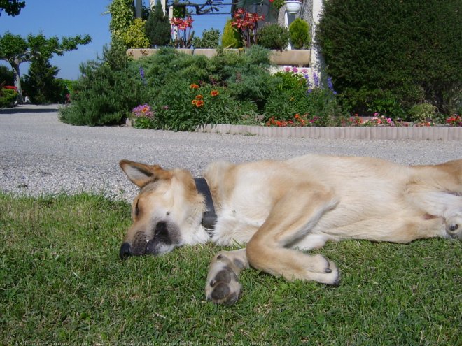 Photo de Berger allemand  poil court