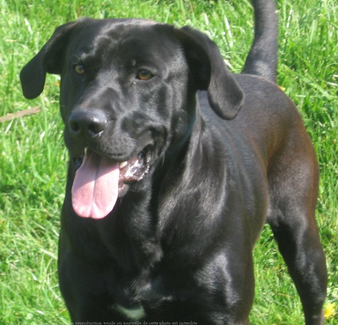 Photo de Labrador retriever