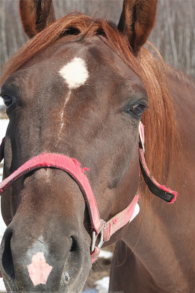 Photo de Quarter horse