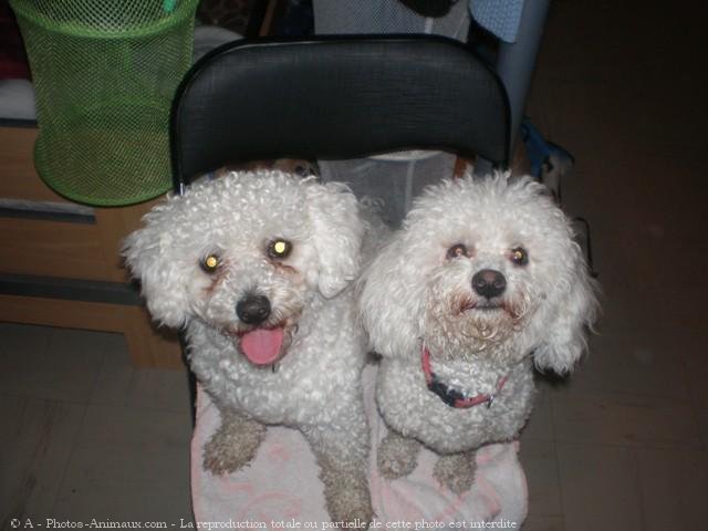 Photo de Bichon  poil fris