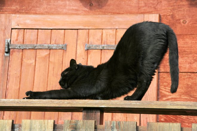 Photo de Chat domestique