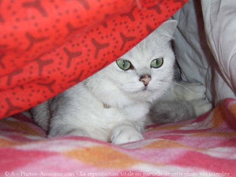 Photo de British shorthair