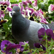 Photo de Pigeon