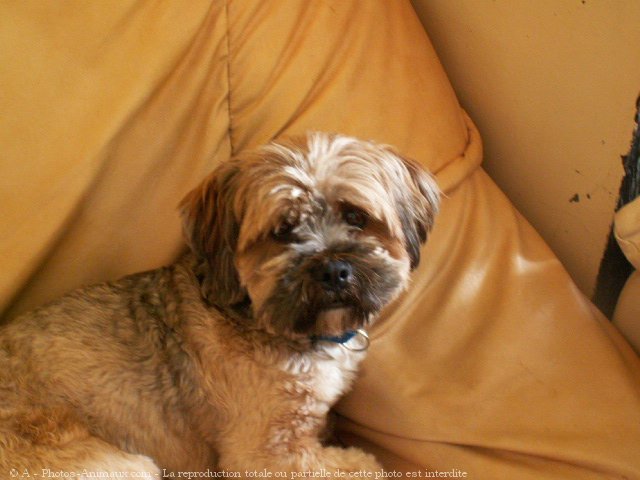 Photo de Lhassa apso