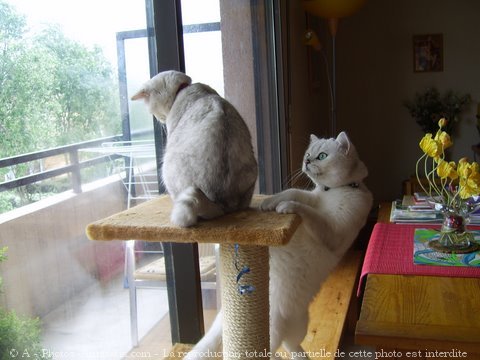 Photo de British shorthair