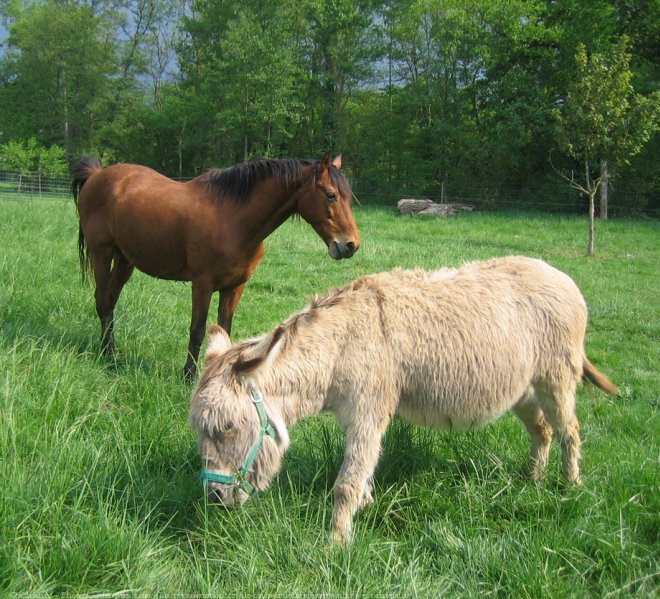 Photo de Races diffrentes