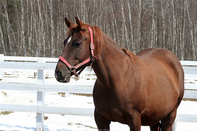 Photo de Quarter horse