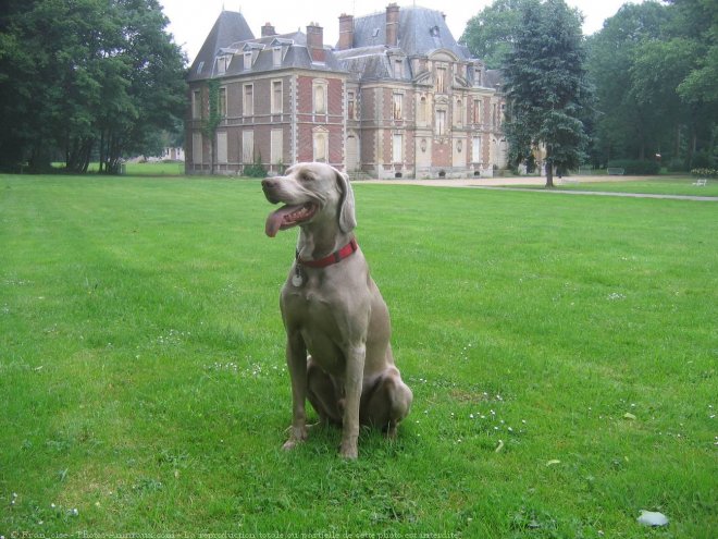 Photo de Braque de weimar poil court