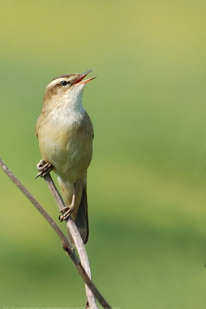 Photo de Phragmite des joncs