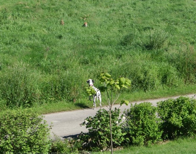 Photo de Dalmatien