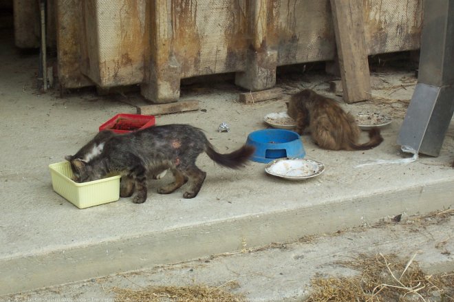 Photo de Chat domestique