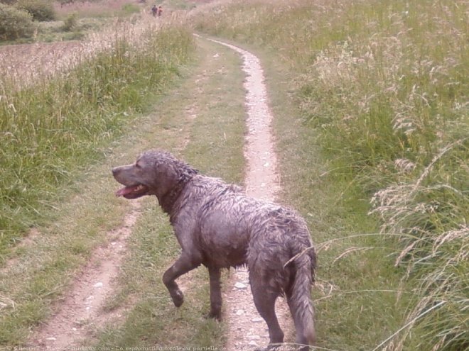 Photo de Labrador retriever