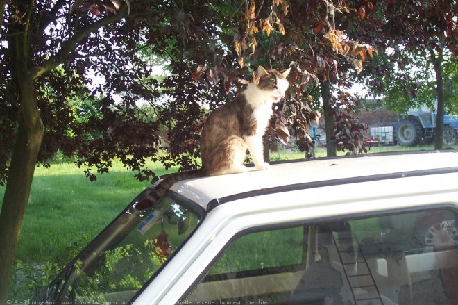 Photo de Chat domestique