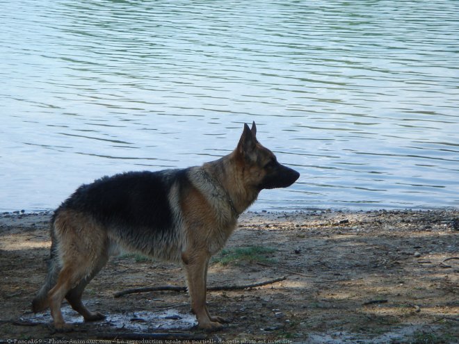 Photo de Berger allemand  poil court