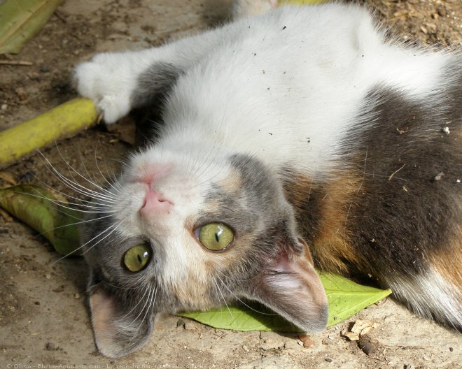 Photo de Chat domestique