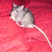 Photo de Rat