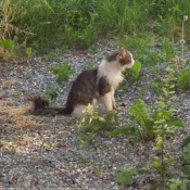 Photo de Chat domestique