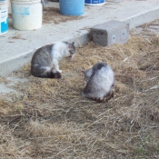 Photo de Chat domestique