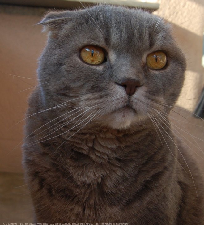 Photo de Scottish fold