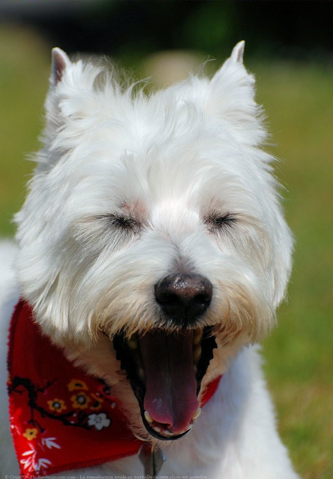 Photo de West highland white terrier