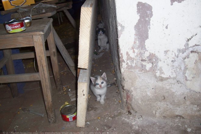 Photo de Chat domestique