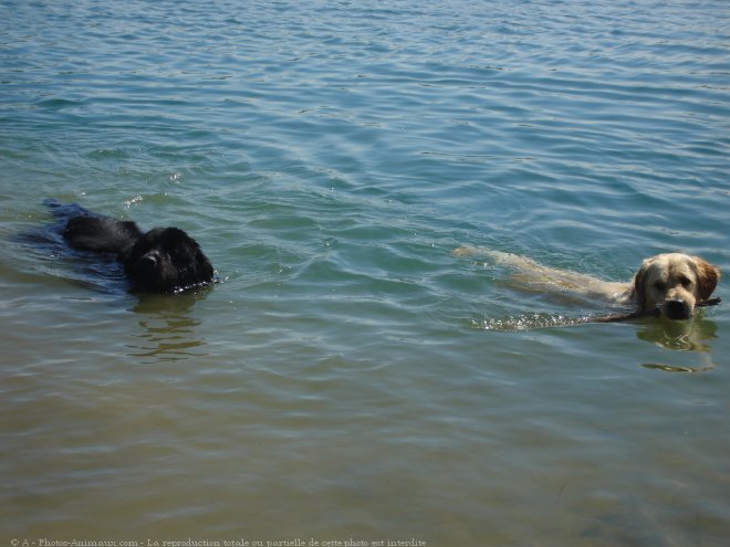 Photo de Terrier australien