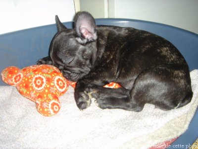 Photo de Bouledogue franais