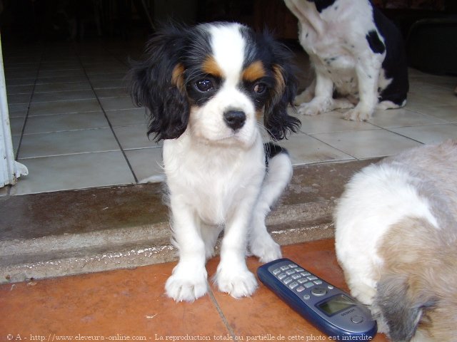 Photo de Cavalier king charles spaniel