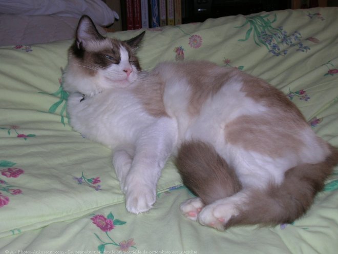 Photo de Ragdoll