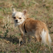 Photo de Chihuahua  poil long