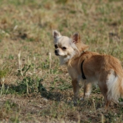 Photo de Chihuahua  poil long