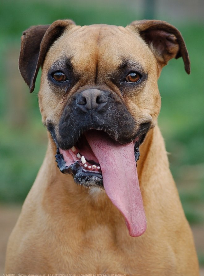 Photo de Boxer