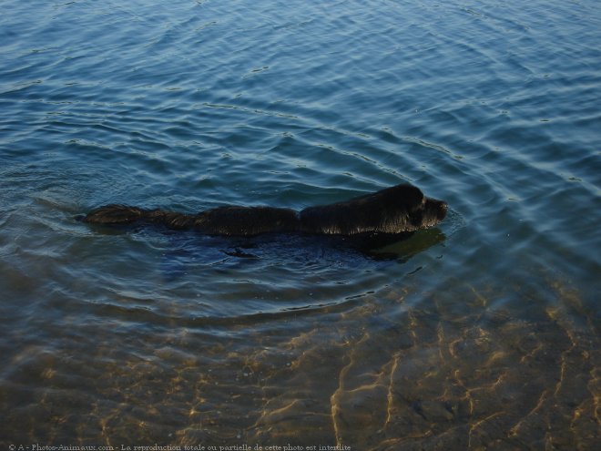 Photo de Chien de terre-neuve