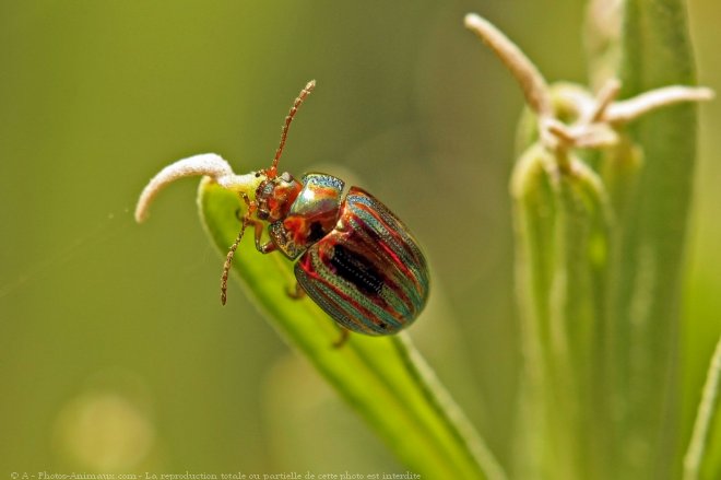 Photo de Coloptre