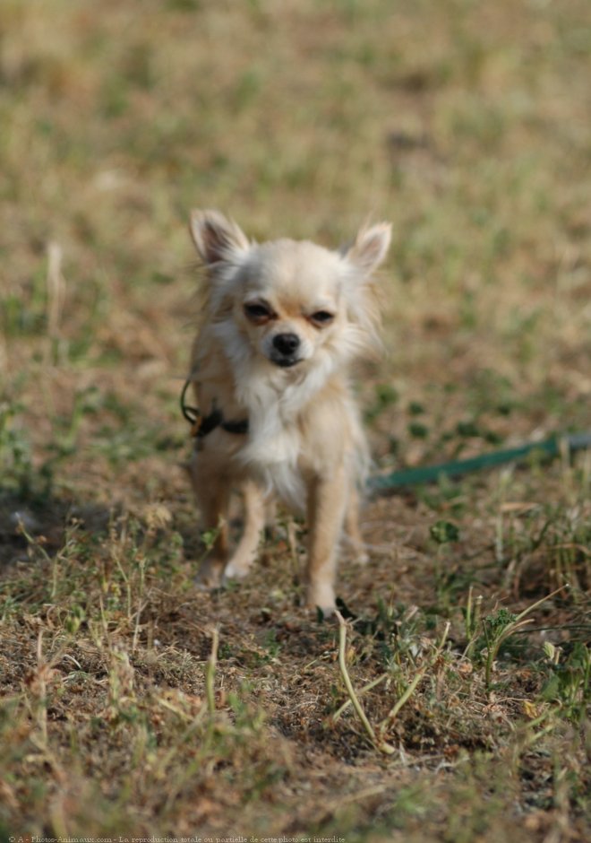 Photo de Chihuahua  poil long