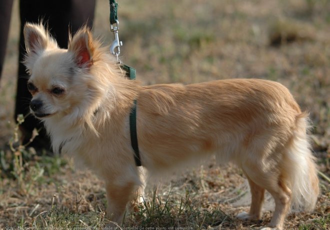 Photo de Chihuahua  poil long