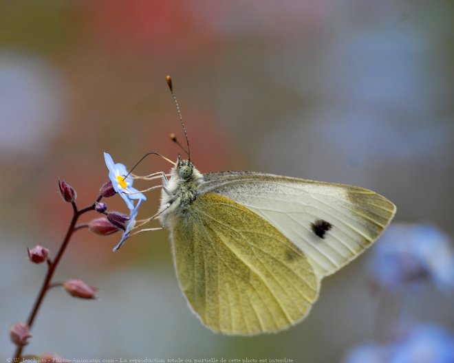 Photo de Papillon