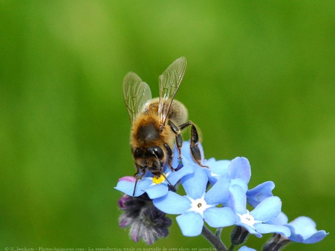 Photo d'Abeille