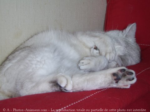 Photo de British shorthair