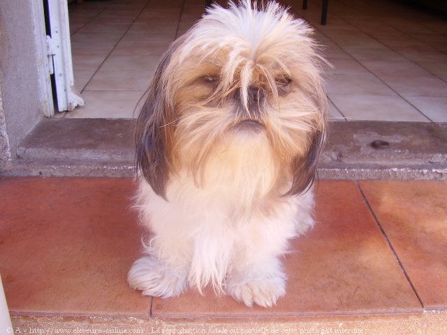 Photo de Shih tzu