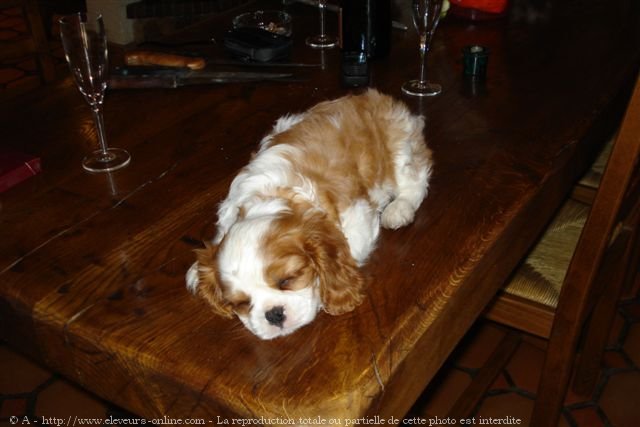 Photo de Cavalier king charles spaniel