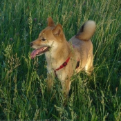 Photo de Shiba