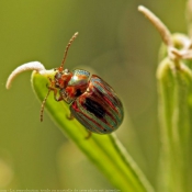 Photo de Coloptre