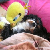 Photo de Cavalier king charles spaniel