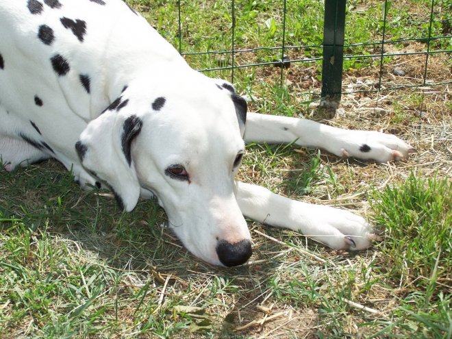 Photo de Dalmatien