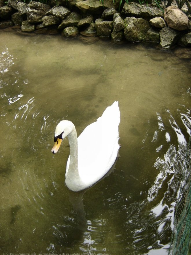 Photo de Cygne